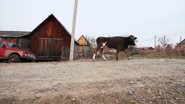 Village landscape: street with old cars and caw walking along the road. Russian countryside