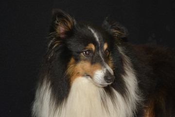 Collie