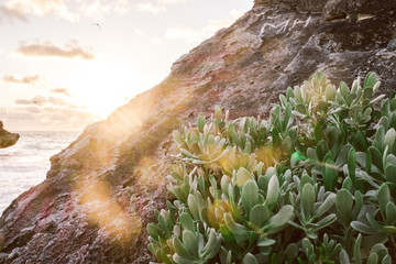 cactus on a cliff