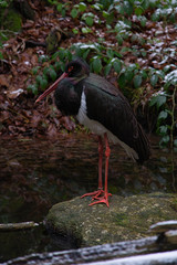 Nationalpark Bayrischer Wald Wildtiere Schwarzstorch