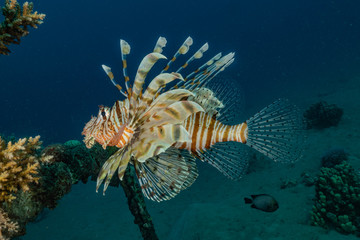 Lion fish in the Red Sea colorful fish, Eilat Israel