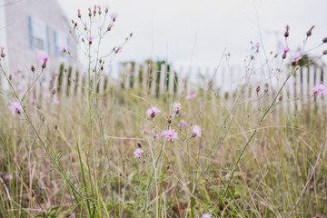 field of wild flowers