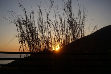 atardecer playa plantas