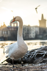 white swans in Prague. Beautiful white swan on the background of the architecture of Prague, Czech Republic in the morning sunlight