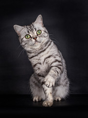 Cute looking Black Silver Tabby spotted British Shorthair Cat with green eyes, sitting with one paw playfull in the air, looking direct into the lens, isolated on a black background