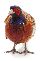 Wild beautiful pheasant.