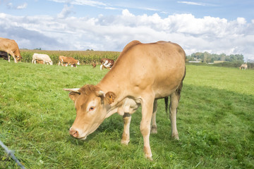 Obraz na płótnie Canvas Caramel color cow. A herd of cows in the pasture. Farm in France. Artiodactyl cattle. Rural landscape. Dairy animals. Cow's milk. Cattle on a green meadow.