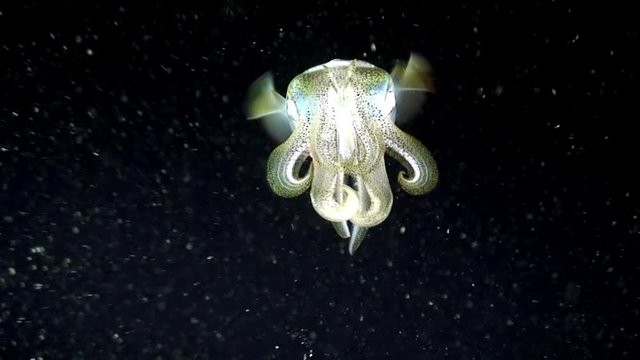 School flock of sea cuttlefish and squid underwater in the night waters of the ocean. Group fish of one species in underwater marine life world of Philippine Sea. Squba diving.