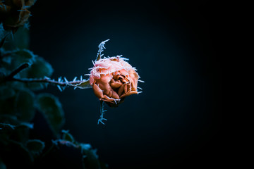 Gefrorene Rose
