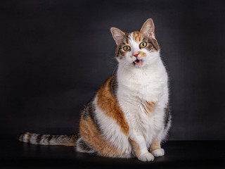 Sitting domestic tortoiseshell cat with white, black and red, looking straight at the camera and talking, isolated on black background	