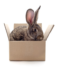 Red bunny in box.