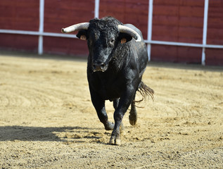 toro en españa con grandes cuernos en una plaza de toros