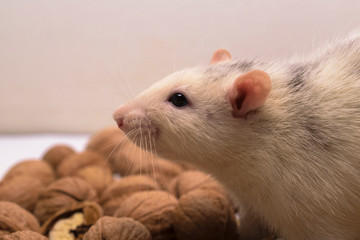  White decorative rat with walnuts.