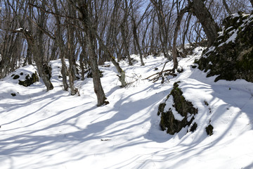  shadow of beech trees  on snow in Crimea mountains