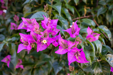 Blooming purple or violet bougainvillea flowers.  Floral background