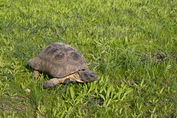 Turtle in Athens, Greece, on the sights of Acropolis monument on green grass