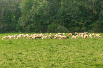 Flock of sheep. Artiodactyl animals in the pasture. Green meadow. Sheep, rams and lambs. Rural landscape. White sheep's wool. Livestock grazing on nature.