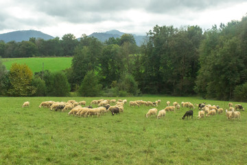 Fototapeta premium Flock of sheep. Artiodactyl animals in the pasture. Green meadow. Sheep, rams and lambs. Rural landscape. White sheep's wool. Livestock grazing on nature.