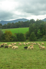 Obraz premium Flock of sheep. Artiodactyl animals in the pasture. Green meadow. Sheep, rams and lambs. Rural landscape. White sheep's wool. Livestock grazing on nature.
