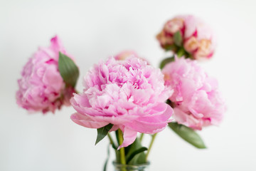 Bright pink peonies in vase on table, white background