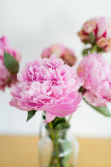 Bright pink peonies in vase on table, white background