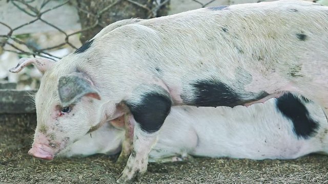 three little domestic pigs with spots play in small group