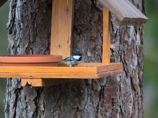 Close up coal tit or cole tit, Periparus ater bird perched on the bird feeder table with sunflower seed. Bird feeding concept. Selective focus.