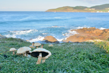 Obraz premium Autumn mushroom on the edge of the cliffs of the Galician coast. Galicia. Spain