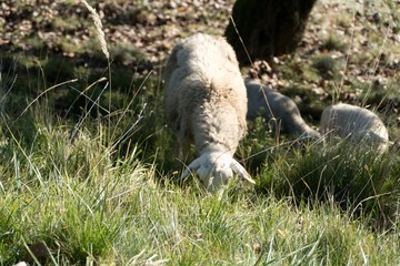 Naklejka na ściany i meble sheep on a pasture in green grass