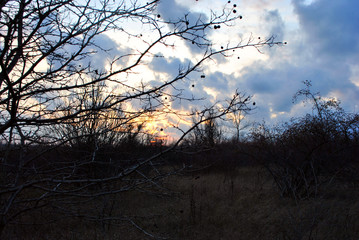 Branches without leaves on background of sunset, blue pink cloudy sky, evening dusk