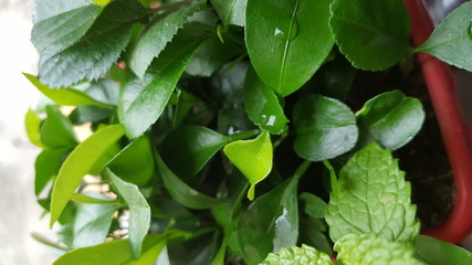 green plant in the garden