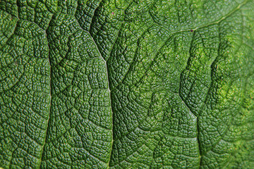 Close up texture of a leaf