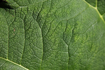 texture of leaf