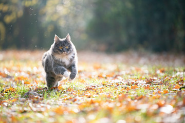 blue tabby maine coon cat running outdoors on grass covered with autumn leaves