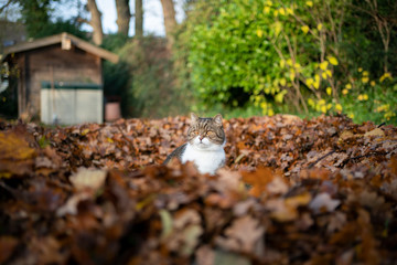 tabby white british shorthair cat standing in a circle pile of autumn leaves outdoors in the back yard with a shed in the background
