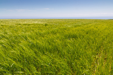 green field and blue sky