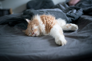 Fototapeta na wymiar sleepy fawn white ginger maine coon cat sleeping in bed of cat owner