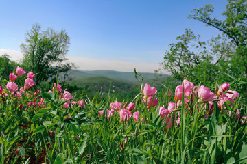 Pinkladies, or Pink evening primrose, along a rural highway in the Ozark Mountains in Arkansas.
