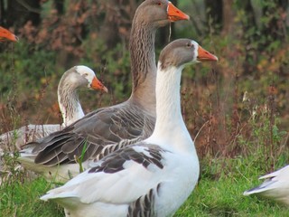 goose on grass