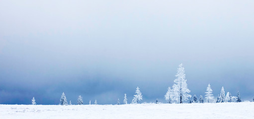 panorama of snowy fir trees christmas banner
