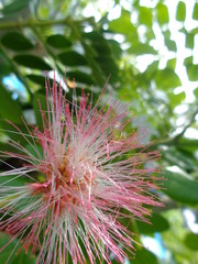 Isolated Monkey pod tree flower (trembesi) natural background