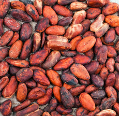 Background of cacao beans.