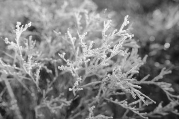 Close up frost covered plant in black and white, cold winter nature concept.
