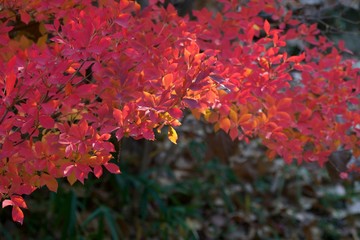 Obraz na płótnie Canvas Autumn color