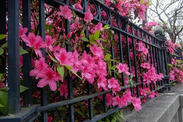 Foto auf Acrylglas Azalee Schöne hellrosa Azaleen säumen einen schmiedeeisernen Zaun