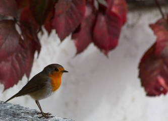 Robin in the garden