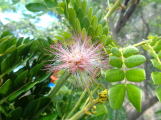 Isolated Monkey pod tree flower (trembesi) natural background