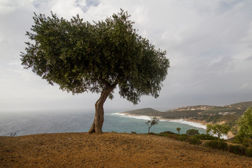 Fototapeta na wymiar a lone olive tree on the seashore