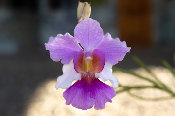 Fototapeta na wymiar Closeup of Purple and White Orchid