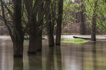 forest in the water after the flood